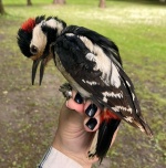 Hybrydy dzięcioła białoszyjego i dużego w parku IF PAN